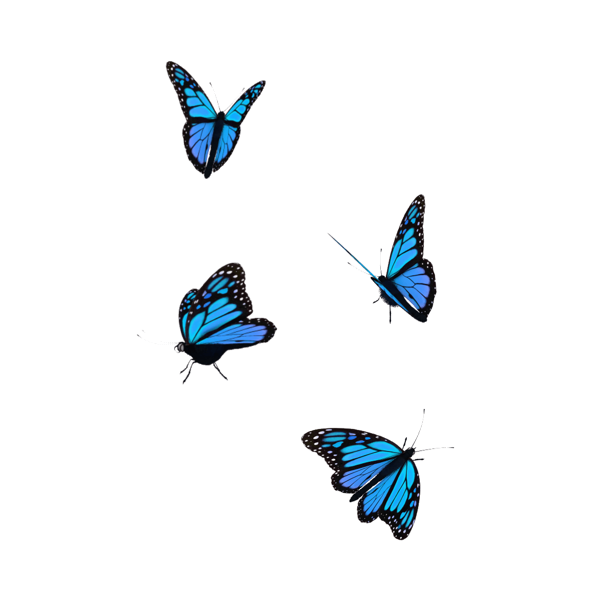 Тихо бабочки летают. Летающие бабочки на прозрачном фоне. Анимация бабочки. Бабочки анимация на прозрачном фоне. Бабочки летающие анимация.